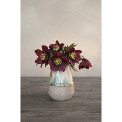 Minivase, Skovdis